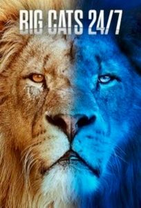 دانلود سریال Big Cats 24/7 2024 شبانه روز با گربه های بزرگ با زیرنویس فارسی